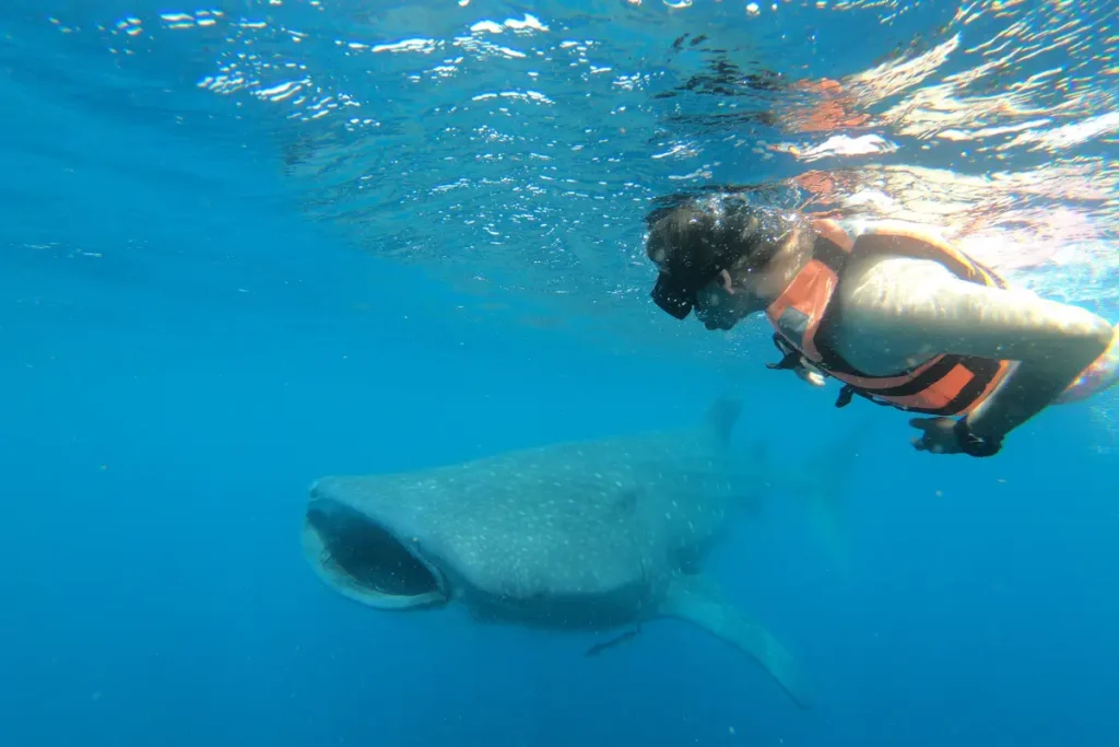 tour de tiburón ballena