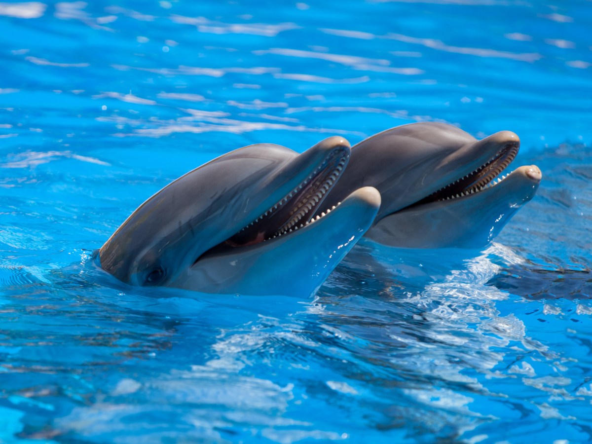 Funny dolphins in the pool during a show at a zoo a dolphin swimming in blue water