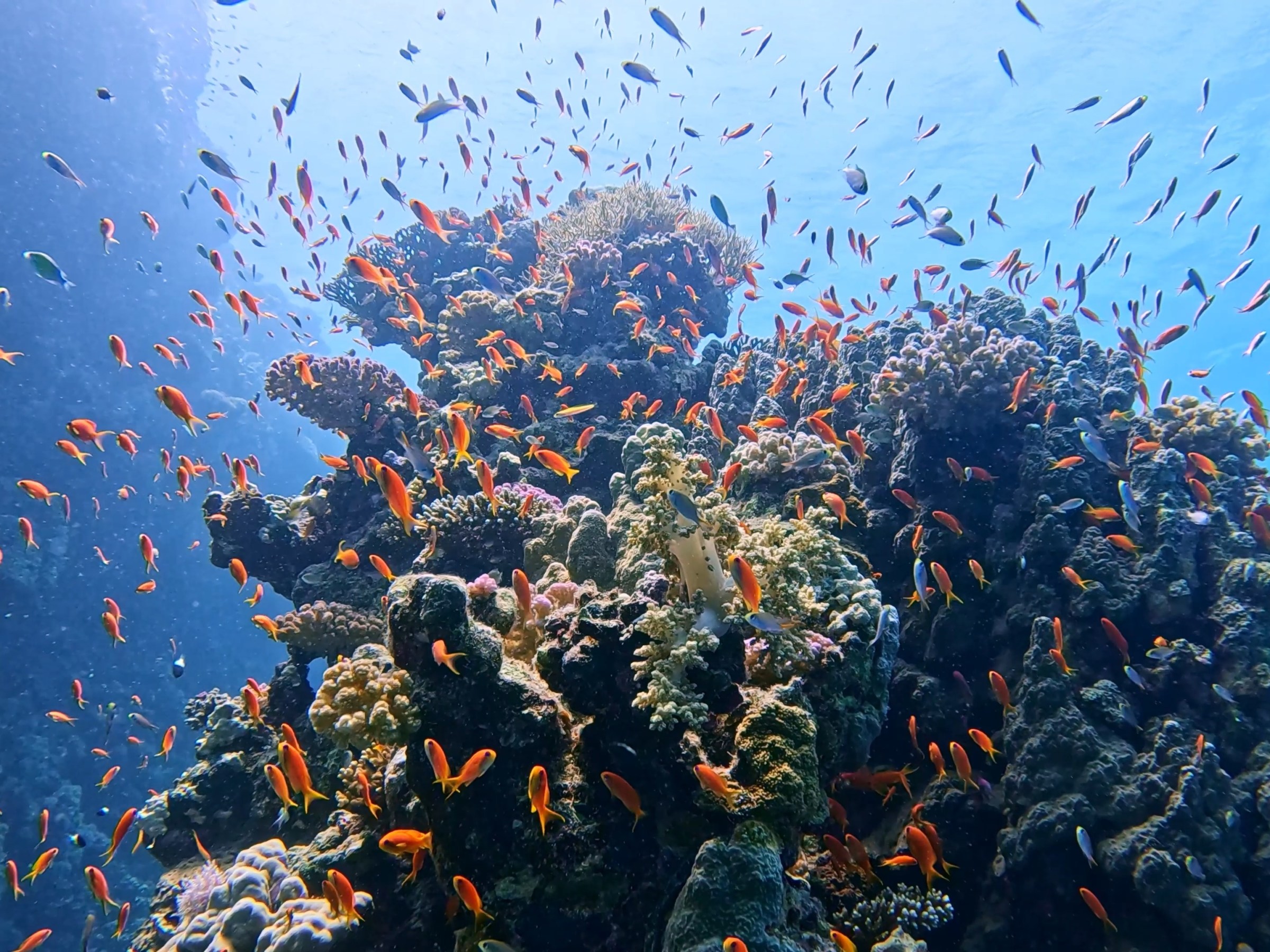a flock of seagulls flying in the sky