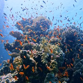 a flock of seagulls flying in the sky