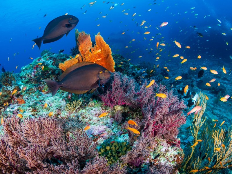 Schools of tropical fish swimming around a colorful, healthy tro Schools of tropical fish swimming around a colorful, healthy tro