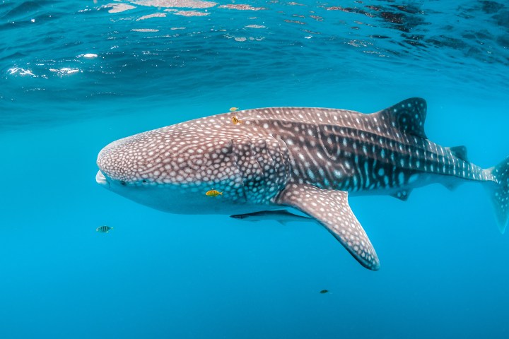 Whale shark swimming in clear blue ocean water with small fish nearby.