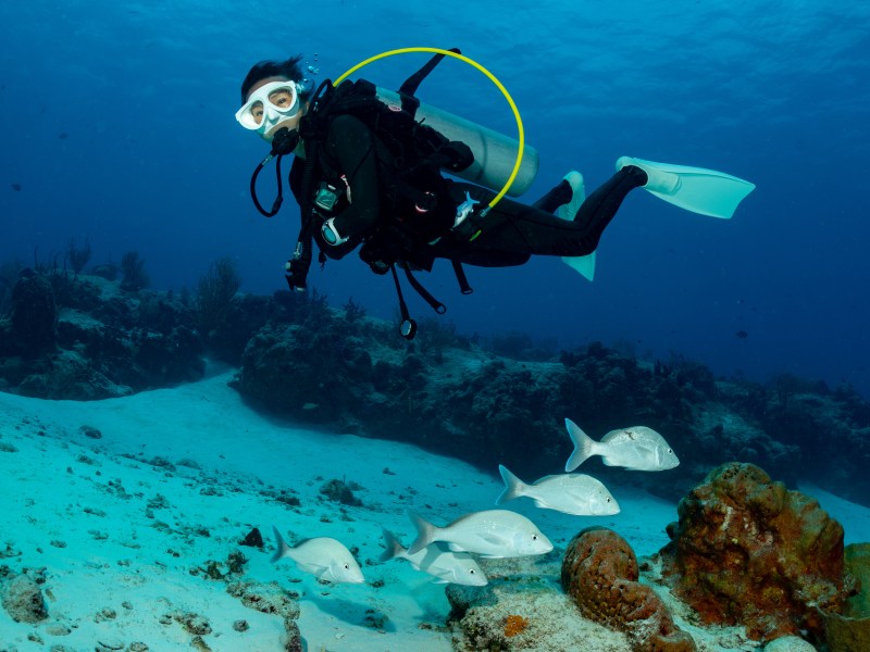 woman scuba diving on Cozumel coral reef in Mexico woman scuba diving on Cozumel coral reef in Mexico